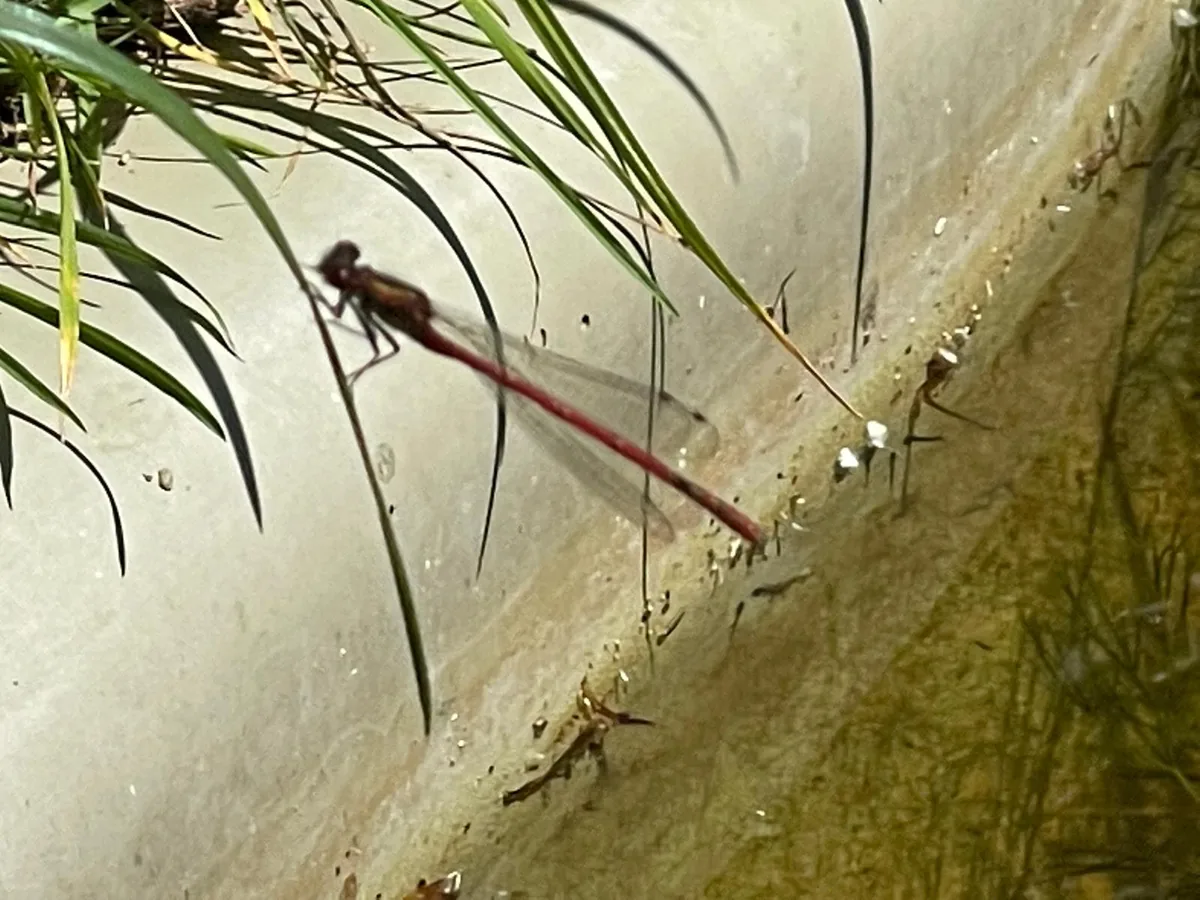 A large red damselfly resting on white flowers beside the wildlife pond