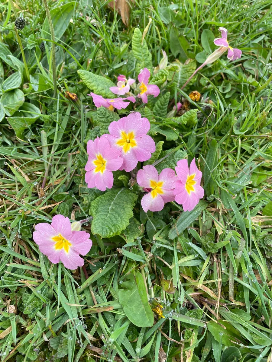 Pink primroses flowering in long grass in the wildflower meadow in spring