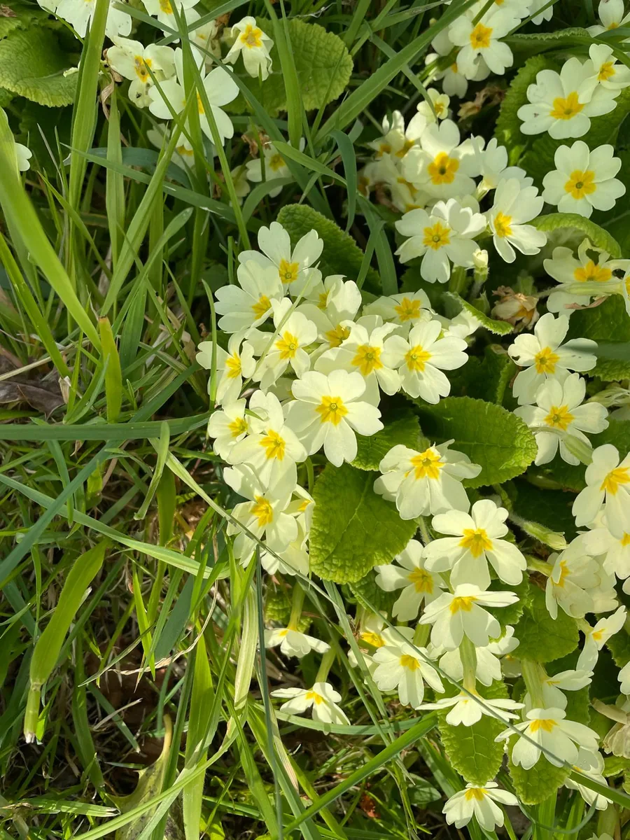 Pale yellow primroses flowering among grass in the wildflower meadow