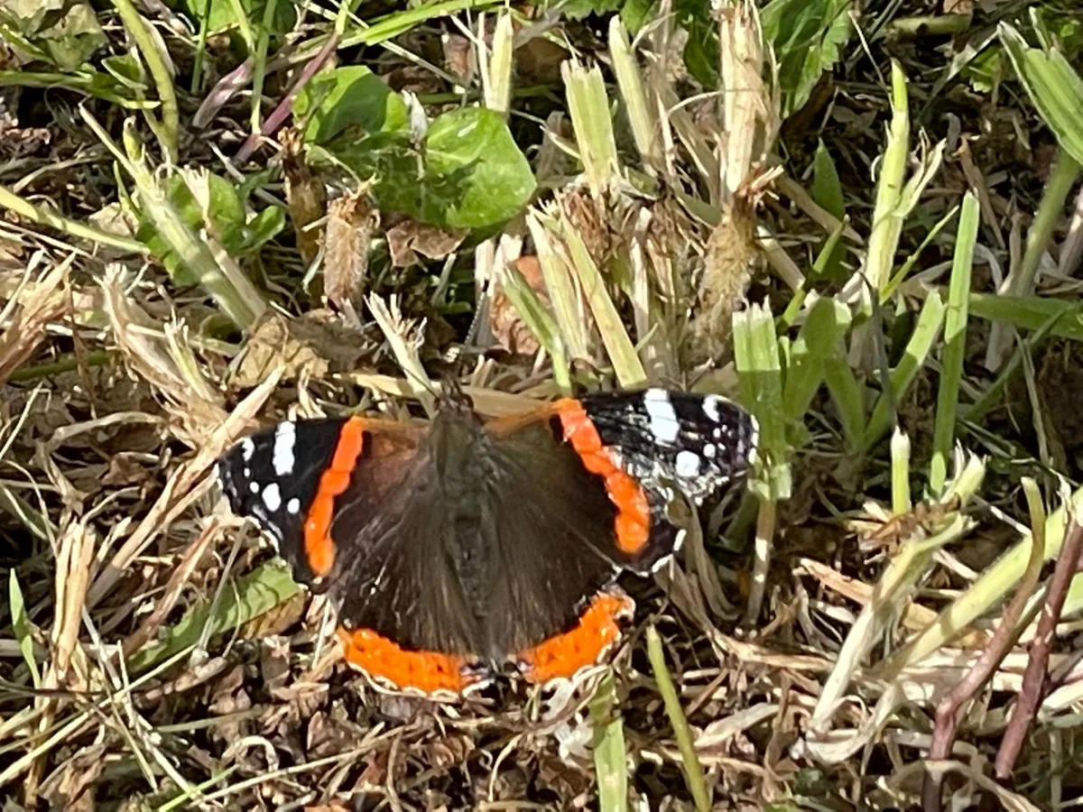 A red admiral butterfly resting on cut grass stems in the meadow