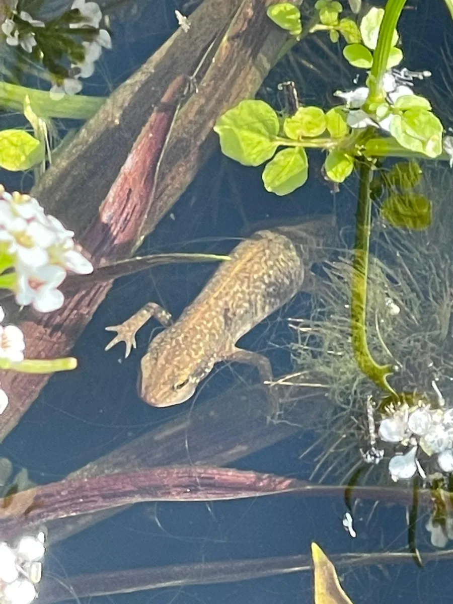 A newt swimming among pondweed and white flowers in the wildlife pond