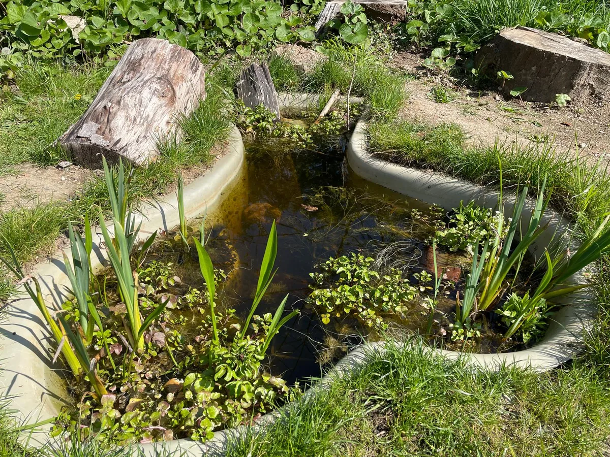 The same wildlife pond in early summer, edged with logs and turf, marginal plants and irises establishing