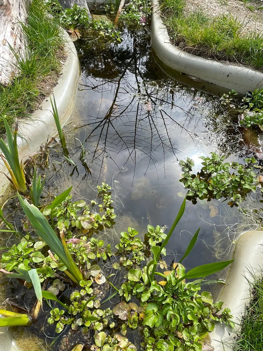 The wildlife pond in late summer with a mirror-calm surface reflecting the sky and marginal plants filling in