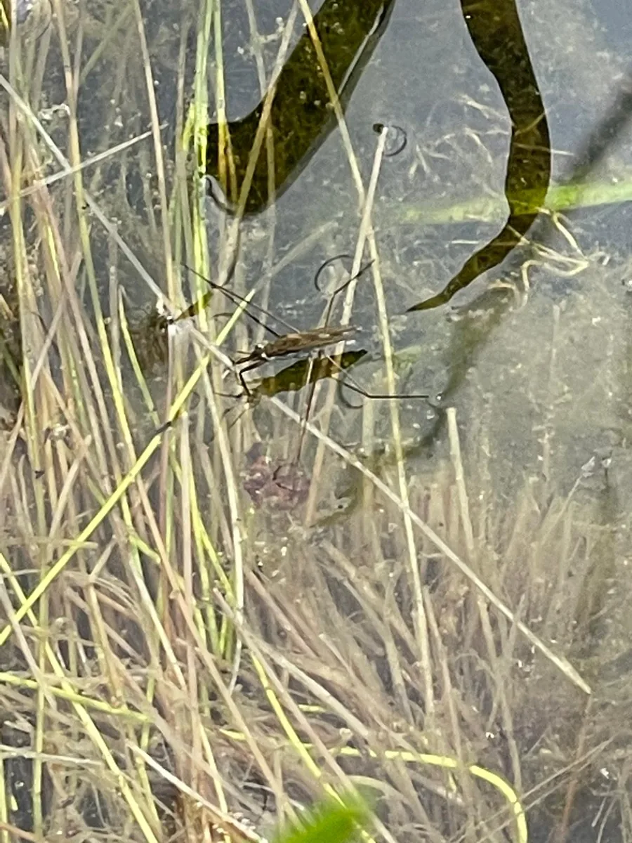 A pond skater on the surface of the wildlife pond among rushes