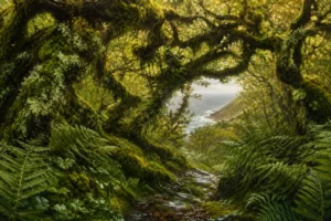 Read more about the article Cornwall’s Temperate Rainforest: Where to Find It and Why It Matters
