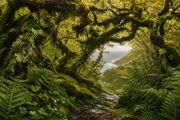 Cornwall’s Temperate Rainforest: Where to Find It and Why It Matters