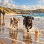 Dog-Friendly Beaches in Cornwall: Where Dogs Can Go, All Year Round