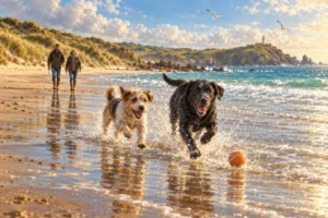 Read more about the article Dog-Friendly Beaches in Cornwall: Where Dogs Can Go, All Year Round